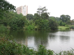 Singapore_Botanic_Gardens,_Eco-lake_3,_Sep_06